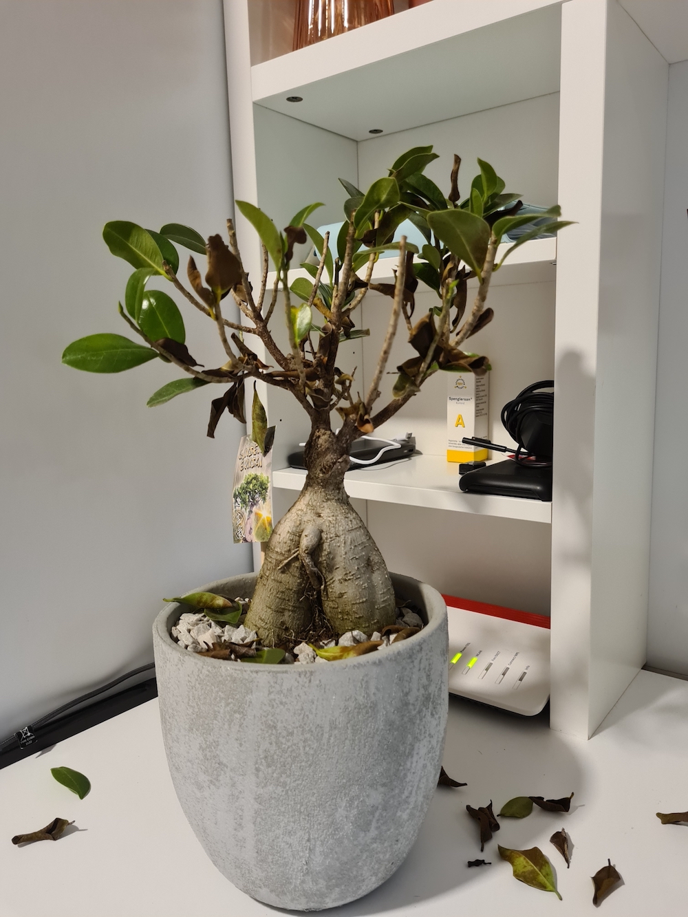 sekka hinoki bonsai Dwarf Hinoki Cypress Bonsai Tree