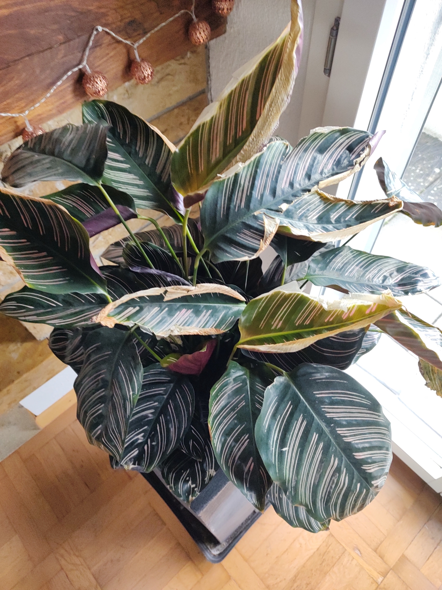 Gardify - Calathea sanderiana braune Bltter