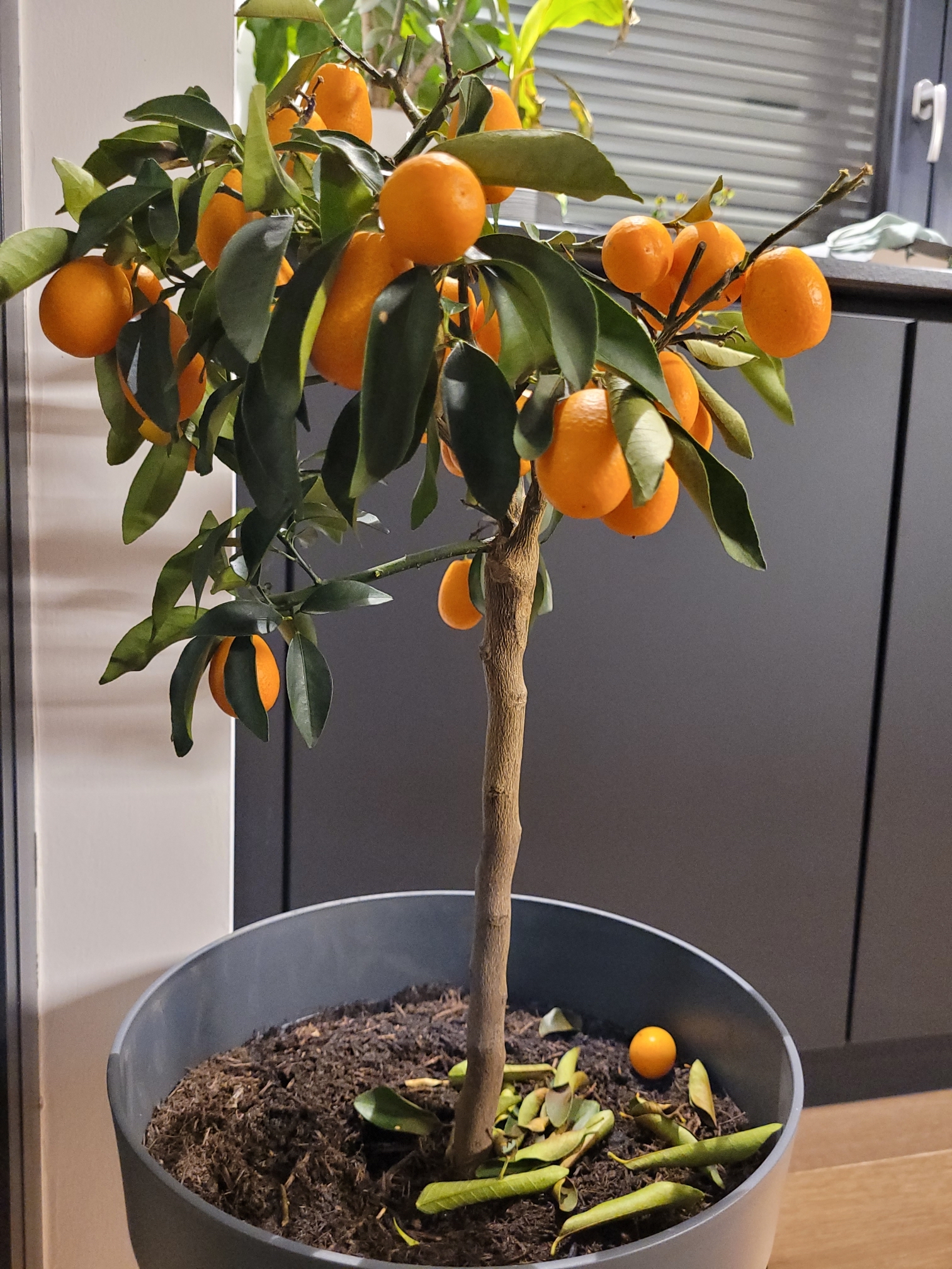Gardify - Kumquat Blattfall braune Bltter Staunsse